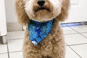 Adorable Mini Goldendoodle Teddy Bear Cuts Guide Safem Fabrication - Precision Engineering & Custom Manufacturing Solutions Adorable Mini Goldendoodle Teddy Bear Cuts Guide | Safem Fabrication - Precision Engineering & Custom Manufacturing Solutions