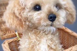 Adorable Teddy Bear Dogs for Adoption Near You Safem Fabrication - Precision Engineering & Custom Manufacturing Solutions Adorable Teddy Bear Dogs for Adoption Near You | Safem Fabrication - Precision Engineering & Custom Manufacturing Solutions