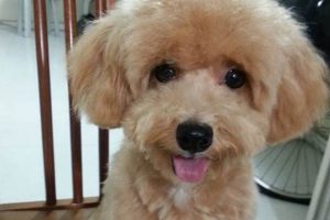 Adorable Maltipoo Teddy Bear Cuts & Styles Safem Fabrication - Precision Engineering & Custom Manufacturing Solutions Adorable Maltipoo Teddy Bear Cuts & Styles | Safem Fabrication - Precision Engineering & Custom Manufacturing Solutions
