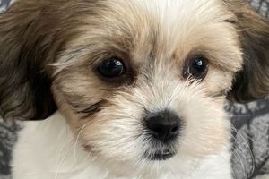 Adorable Teddy Bear Puppies for Sale in NC Today! Safem Fabrication - Precision Engineering & Custom Manufacturing Solutions Adorable Teddy Bear Puppies for Sale in NC Today! | Safem Fabrication - Precision Engineering & Custom Manufacturing Solutions