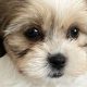 Adorable Teddy Bear Puppies for Sale in NC Today! | Teddy Information – Everything You Need to Know About Teddy Bears