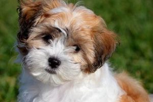 Adorable Teddy Bear Dog Photos & Pictures Safem Fabrication - Precision Engineering & Custom Manufacturing Solutions Adorable Teddy Bear Dog Photos & Pictures | Safem Fabrication - Precision Engineering & Custom Manufacturing Solutions
