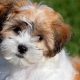 Adorable Teddy Bear Dog Photos & Pictures | Teddy Information – Everything You Need to Know About Teddy Bears