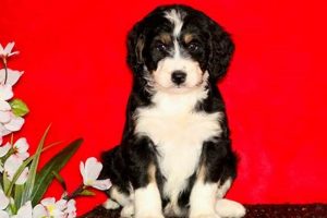 Adorable Teddy Bear Bernedoodles: Cuddly Companions Safem Fabrication - Precision Engineering & Custom Manufacturing Solutions Adorable Teddy Bear Bernedoodles: Cuddly Companions | Safem Fabrication - Precision Engineering & Custom Manufacturing Solutions