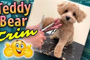 The Perfect Teddy Bear Cut for Dogs Safem Fabrication - Precision Engineering & Custom Manufacturing Solutions The Perfect Teddy Bear Cut for Dogs | Safem Fabrication - Precision Engineering & Custom Manufacturing Solutions