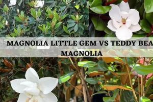 Teddy Bear vs. Little Gem Magnolia: Which is Best? Teddy Information – Everything You Need to Know About Teddy Bears Teddy Bear vs. Little Gem Magnolia: Which is Best? | Teddy Information – Everything You Need to Know About Teddy Bears