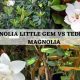 Teddy Bear vs. Little Gem Magnolia: Which is Best? | Teddy Information – Everything You Need to Know About Teddy Bears