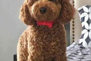 The Perfect Teddy Bear Cut for Your Poodle Safem Fabrication - Precision Engineering & Custom Manufacturing Solutions The Perfect Teddy Bear Cut for Your Poodle | Safem Fabrication - Precision Engineering & Custom Manufacturing Solutions