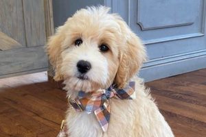 Adorable Teddy Bear Golden Retriever Puppies & Adults | Safem Fabrication - Precision Engineering & Custom Manufacturing Solutions