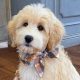 Adorable Teddy Bear Golden Retriever Puppies & Adults | Safem Fabrication - Precision Engineering & Custom Manufacturing Solutions