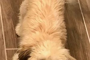 Best Teddy Bear Dog Food Guide & Top Picks Teddy Information – Everything You Need to Know About Teddy Bears Best Teddy Bear Dog Food Guide & Top Picks | Teddy Information – Everything You Need to Know About Teddy Bears