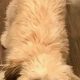 Best Teddy Bear Dog Food Guide &amp; Top Picks | Safem Fabrication - Precision Engineering & Custom Manufacturing Solutions