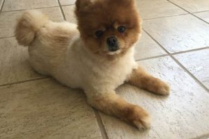 Adorable Pomeranian Teddy Bear Cut Guide Teddy Information – Everything You Need to Know About Teddy Bears Adorable Pomeranian Teddy Bear Cut Guide | Teddy Information – Everything You Need to Know About Teddy Bears