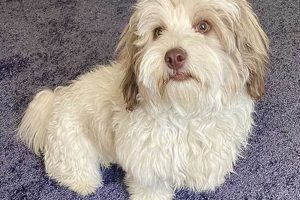 Adorable Shih Tzu Teddy Bear Cut Guide Teddy Information – Everything You Need to Know About Teddy Bears Adorable Shih Tzu Teddy Bear Cut Guide | Teddy Information – Everything You Need to Know About Teddy Bears