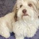 Adorable Shih Tzu Teddy Bear Cut Guide | Teddy Information – Everything You Need to Know About Teddy Bears