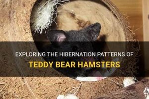 Do Teddy Bear Hamsters Hibernate? Winter Care Guide Teddy Information – Everything You Need to Know About Teddy Bears Do Teddy Bear Hamsters Hibernate? Winter Care Guide | Teddy Information – Everything You Need to Know About Teddy Bears