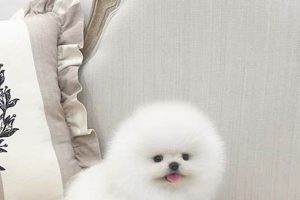 Tiny Teacup Teddy Bears: Miniature Plush Collectibles | Teddy Information – Everything You Need to Know About Teddy Bears