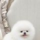 Tiny Teacup Teddy Bears: Miniature Plush Collectibles | Teddy Information – Everything You Need to Know About Teddy Bears