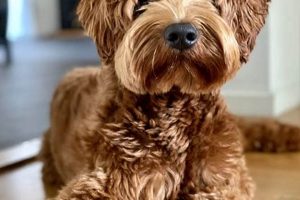 Adorable Teddy Bear Labradoodle Puppies & Adults | Teddy Information – Everything You Need to Know About Teddy Bears