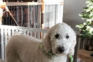 The Perfect Teddy Bear Clip for Standard Poodles | Teddy Information – Everything You Need to Know About Teddy Bears