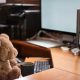 Understanding the Teddy Bear Personality: Traits & Strengths | Teddy Information – Everything You Need to Know About Teddy Bears