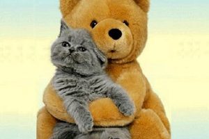 Cuddly Teddy Bears and Cats: Purrfect Pals | Teddy Information – Everything You Need to Know About Teddy Bears