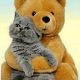 Cuddly Teddy Bears and Cats: Purrfect Pals | Teddy Information – Everything You Need to Know About Teddy Bears