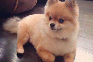 Adorable Teddy Bear Pomeranian Haircuts Teddy Information – Everything You Need to Know About Teddy Bears Adorable Teddy Bear Pomeranian Haircuts | Teddy Information – Everything You Need to Know About Teddy Bears