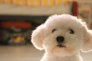 Teddy Bear Dog Price: Cost & Expenses Guide | Teddy Information – Everything You Need to Know About Teddy Bears