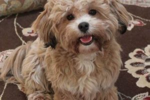 Adorable Teddy Bear Shih Tzu Poodle Mix Puppies Teddy Information – Everything You Need to Know About Teddy Bears Adorable Teddy Bear Shih Tzu Poodle Mix Puppies | Teddy Information – Everything You Need to Know About Teddy Bears