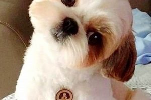 Adorable Shih Tzu Teddy Bear Lion Cuts & Styles | Teddy Information – Everything You Need to Know About Teddy Bears