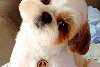 Adorable Shih Tzu Teddy Bear Lion Cuts & Styles Teddy Information – Everything You Need to Know About Teddy Bears Adorable Shih Tzu Teddy Bear Lion Cuts & Styles | Teddy Information – Everything You Need to Know About Teddy Bears