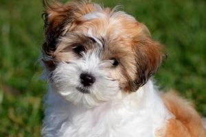 Adorable Teddy Bear Dog Pictures & Images | Teddy Information – Everything You Need to Know About Teddy Bears