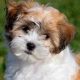 Adorable Teddy Bear Dog Pictures & Images | Teddy Information – Everything You Need to Know About Teddy Bears