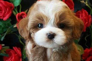 Find Adorable Teddy Bear Puppies Near You Now! | Teddy Information – Everything You Need to Know About Teddy Bears