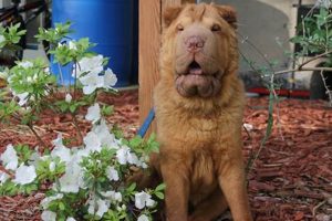Adorable Teddy Bear Shar Pei Puppies & Care Teddy Information – Everything You Need to Know About Teddy Bears Adorable Teddy Bear Shar Pei Puppies & Care | Teddy Information – Everything You Need to Know About Teddy Bears
