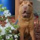 Adorable Teddy Bear Shar Pei Puppies &amp; Care | Teddy Information – Everything You Need to Know About Teddy Bears