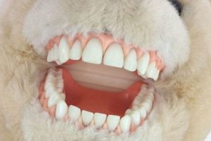 Creepy Teddy Bears With Sharp Teeth: Plush Horror Teddy Information – Everything You Need to Know About Teddy Bears Creepy Teddy Bears With Sharp Teeth: Plush Horror | Teddy Information – Everything You Need to Know About Teddy Bears