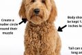 The Perfect Doodle Teddy Bear Cut Guide Teddy Information – Everything You Need to Know About Teddy Bears The Perfect Doodle Teddy Bear Cut Guide | Teddy Information – Everything You Need to Know About Teddy Bears