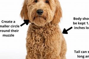 The Perfect Doodle Teddy Bear Cut Guide | Teddy Information – Everything You Need to Know About Teddy Bears