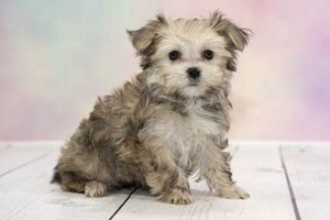 Cute Teddy Bear Dogs: Breed Guide & Care Teddy Information – Everything You Need to Know About Teddy Bears Cute Teddy Bear Dogs: Breed Guide & Care | Teddy Information – Everything You Need to Know About Teddy Bears