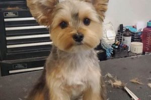 Adorable Teddy Bear Cut Morkie Styles & Tips | Teddy Information – Everything You Need to Know About Teddy Bears