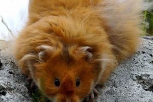 Adorable Long Hair Teddy Bear Hamsters: Care Guide Teddy Information – Everything You Need to Know About Teddy Bears Adorable Long Hair Teddy Bear Hamsters: Care Guide | Teddy Information – Everything You Need to Know About Teddy Bears