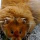 Adorable Long Hair Teddy Bear Hamsters: Care Guide | Teddy Information – Everything You Need to Know About Teddy Bears