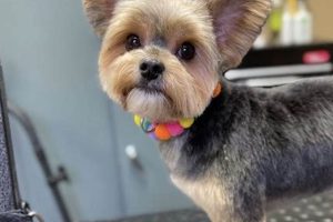 Adorable Teddy Bear Cut for Your Yorkie: Tips & Tricks Safem Fabrication - Precision Engineering & Custom Manufacturing Solutions Adorable Teddy Bear Cut for Your Yorkie: Tips & Tricks | Safem Fabrication - Precision Engineering & Custom Manufacturing Solutions
