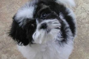 Adorable Black and White Teddy Bear Dogs & Puppies Teddy Information – Everything You Need to Know About Teddy Bears Adorable Black and White Teddy Bear Dogs & Puppies | Teddy Information – Everything You Need to Know About Teddy Bears