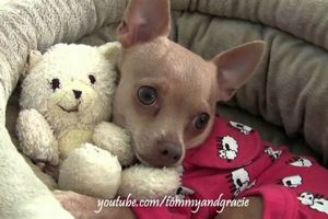Adorable Teddy Bear Chihuahua Puppies & Care Teddy Information – Everything You Need to Know About Teddy Bears Adorable Teddy Bear Chihuahua Puppies & Care | Teddy Information – Everything You Need to Know About Teddy Bears