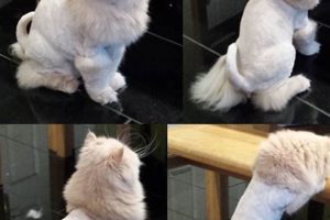 Cute Teddy Bear Cat Haircut: Before & After Teddy Information – Everything You Need to Know About Teddy Bears Cute Teddy Bear Cat Haircut: Before & After | Teddy Information – Everything You Need to Know About Teddy Bears