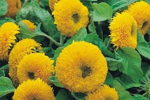 Cuddly Sunflower Teddy Bears: Joyful Gifts Teddy Information – Everything You Need to Know About Teddy Bears Cuddly Sunflower Teddy Bears: Joyful Gifts | Teddy Information – Everything You Need to Know About Teddy Bears