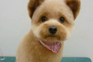 Adorable Teddy Bear Head Dog Breeds & Care Safem Fabrication - Precision Engineering & Custom Manufacturing Solutions Adorable Teddy Bear Head Dog Breeds & Care | Safem Fabrication - Precision Engineering & Custom Manufacturing Solutions